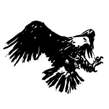 freehand sketch illustration of eagle, hawk bird doodle hand drawn