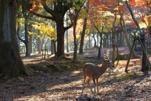 Nara deer roam free in Nara Park, Japan