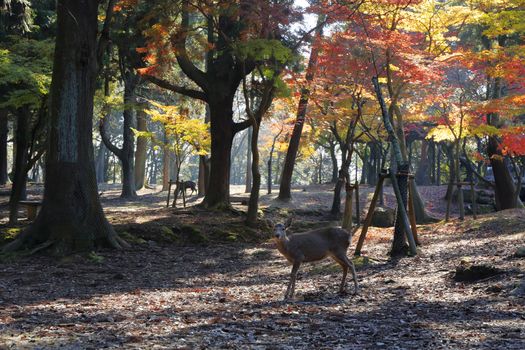 Nara deer roam free in Nara Park, Japan