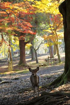 Nara deer roam free in Nara Park, Japan