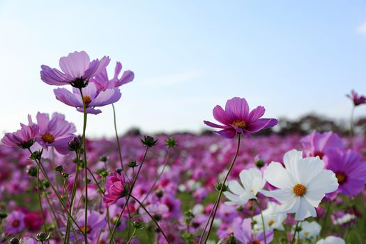 cosmos  flower in Japan