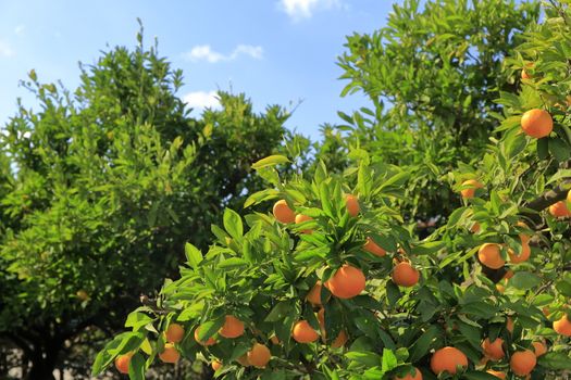 Tangerines on the tree at orchard in  Japan