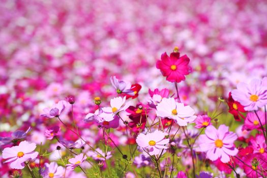 cosmos flower in Japan