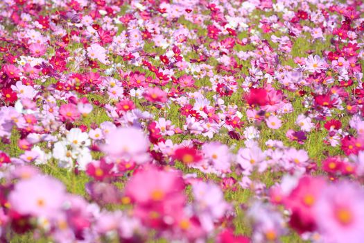 cosmos flower in Japan