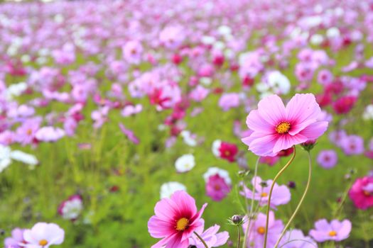 cosmos  flower in Japan