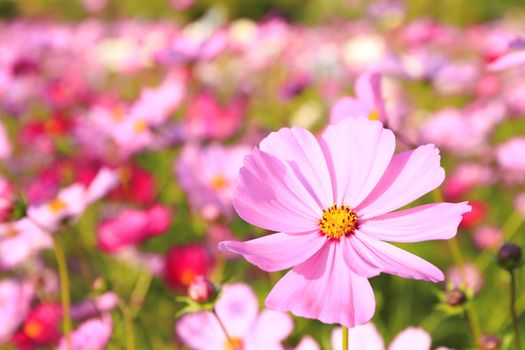 cosmos flower in the garden