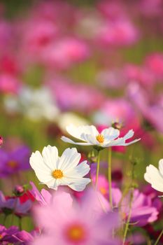 cosmos flower in the garden