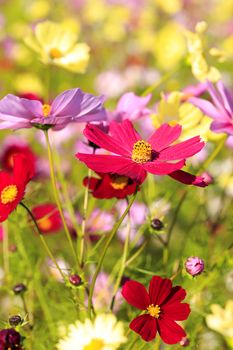 Cosmos flower field in  Japan