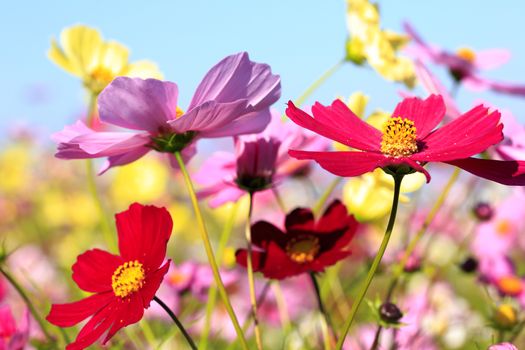 Cosmos flower field in  Japan