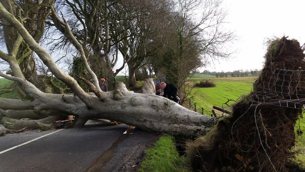 UNITED KINGDOM, Ballymoney: A uprooted tree is pictured at the Dark Hedges in Ballymoney, Northern Ireland on January 29, 2016 as storm Gertrude hit the United Kingdom.The site was made famous by the HBO series Game of Thrones representing the King's Road. The line of beech trees was planted by the Stuart family in the eighteenth century and is a popular tourist attraction.