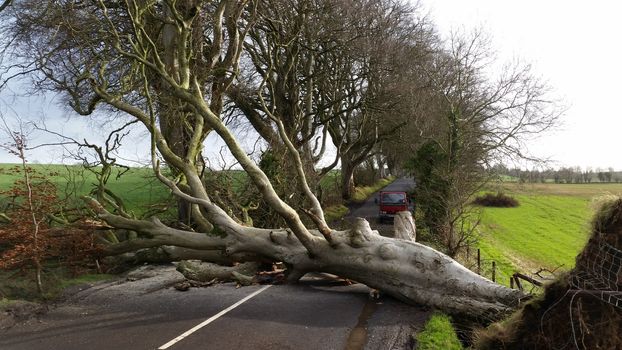UNITED KINGDOM, Ballymoney: A uprooted tree is pictured at the Dark Hedges in Ballymoney, Northern Ireland on January 29, 2016 as storm Gertrude hit the United Kingdom.The site was made famous by the HBO series Game of Thrones representing the King's Road. The line of beech trees was planted by the Stuart family in the eighteenth century and is a popular tourist attraction.