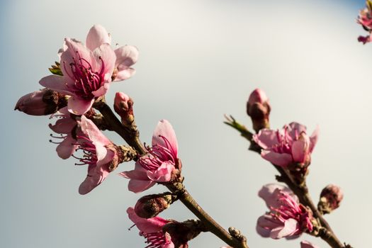 The peach flowers in a beautiful spring