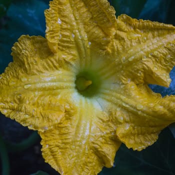 the detail of pumpkin flower. Close up