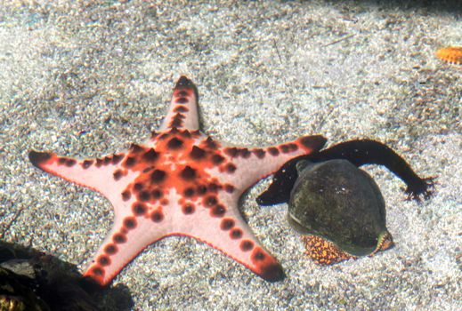 black sea cucumber and Starfish and shellfish in clear sea waters