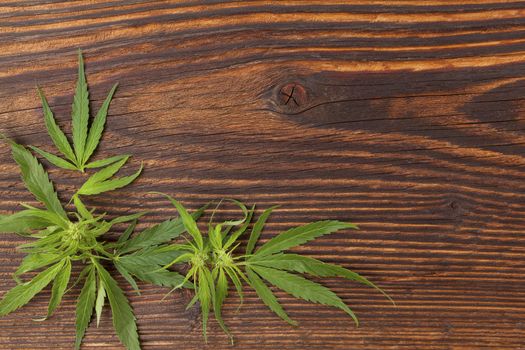 Cannabis buds and foliage on brown wooden table, top view. Medical marijuana, alternative medicine. 