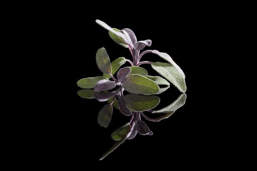Sage herb isolated on black background. Culinary herb, alternative medicine. 