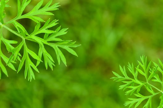 Parsley on green nature background