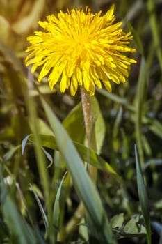 Among the green herbs in bloom a bright yellow dandelion flowers.