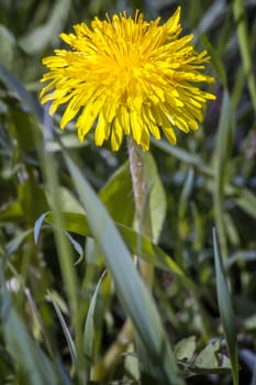 Among the green herbs in bloom a bright yellow dandelion flowers.