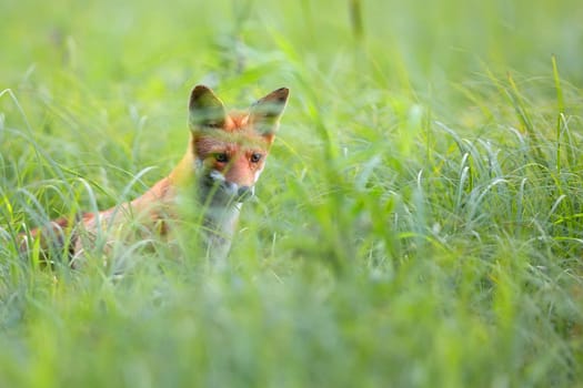 Fox hidden in the grass in the wild