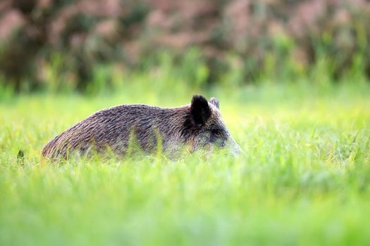 Wild boar hidden in the grass in the wild