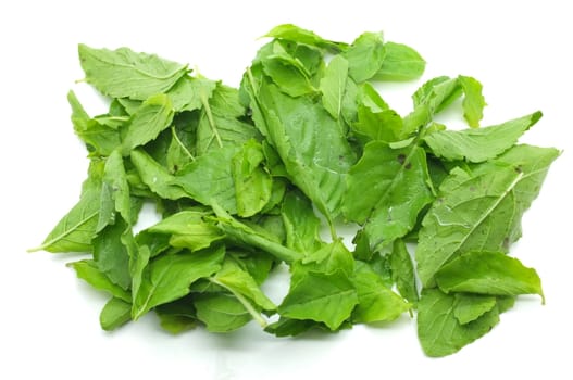 Heap of green fresh basil leaves