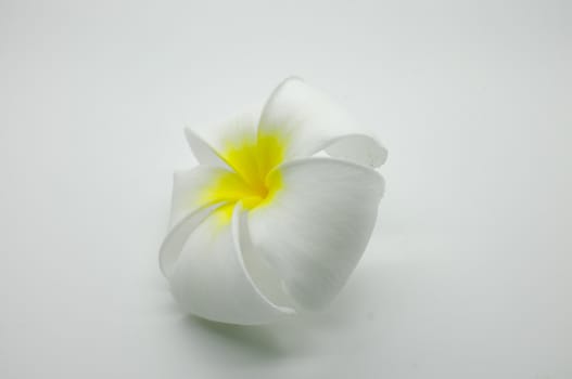 White and yellow Plumeria on white