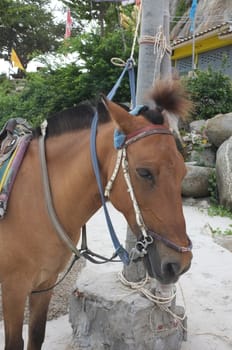 Brown horse on beach for tourists recreation