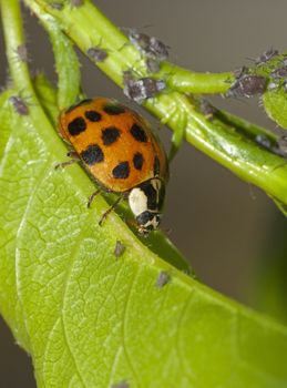 Ladybug attacking aphids on the endangered plant