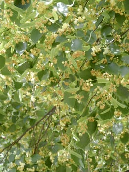 Lime blossom on the tree