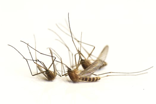 Three mosquito isolated on white background