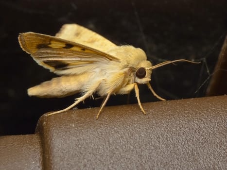 Close up of night butterfly