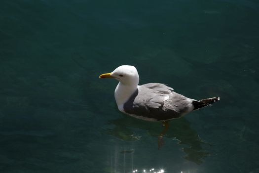 Seagull