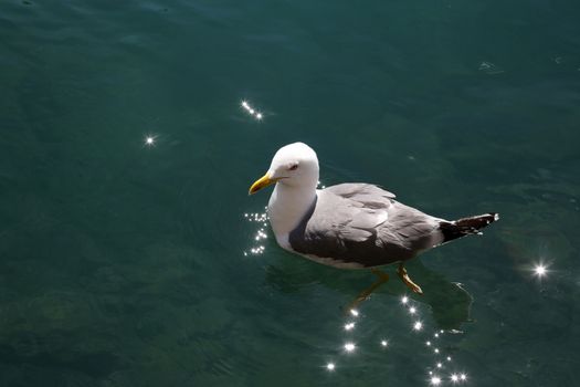 Seagull