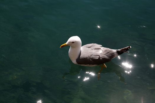 Seagull