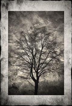 Textured birch tree silhouette in frame with evening light.