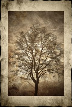 Textured birch tree silhouette in frame with dusk light.