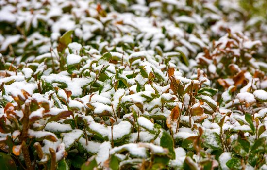 Fresh white snow accumulated on the leaves