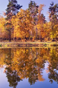 autumn forest reflected in the lake