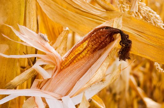 ripe ear of corn ready for harvest