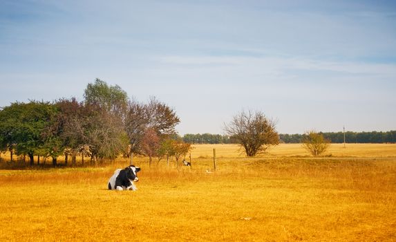 Lonely cow in a dry summer field