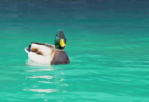 Beautiful male or drake duck swimming on a pond