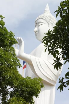 Big Buddha statue with tree