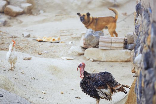 Barnyard in Turkish village with hen dog and turkey cock