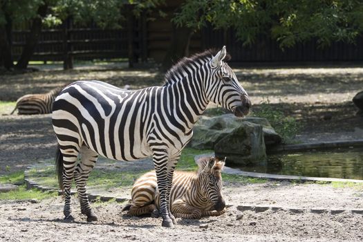 Family of zebras in the wild