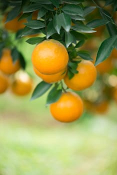 fresh orange hang on tree