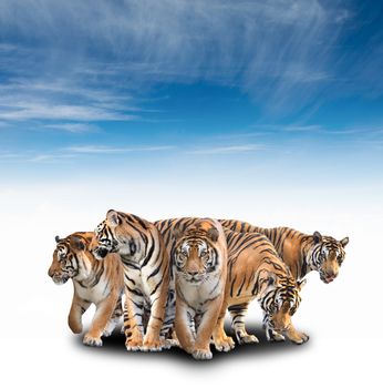 group of bengal tiger with blue sky