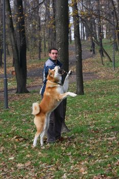 Akita inu with its owner catches piece of wood in public park