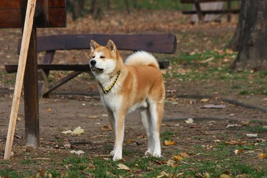 Young Akita inu posing in public park