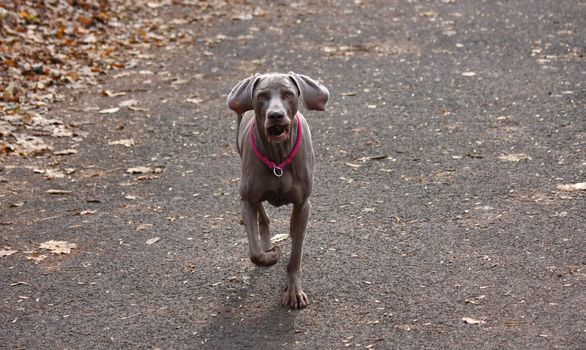 Weimaraner female running in public park